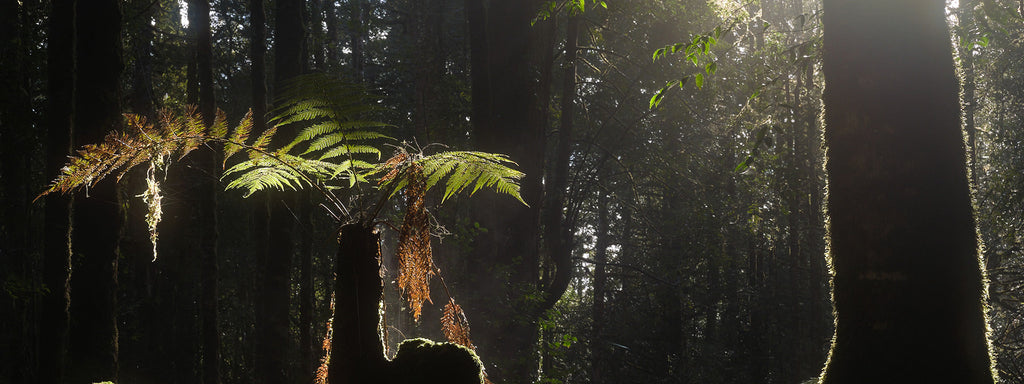 Big Canopy Campout
